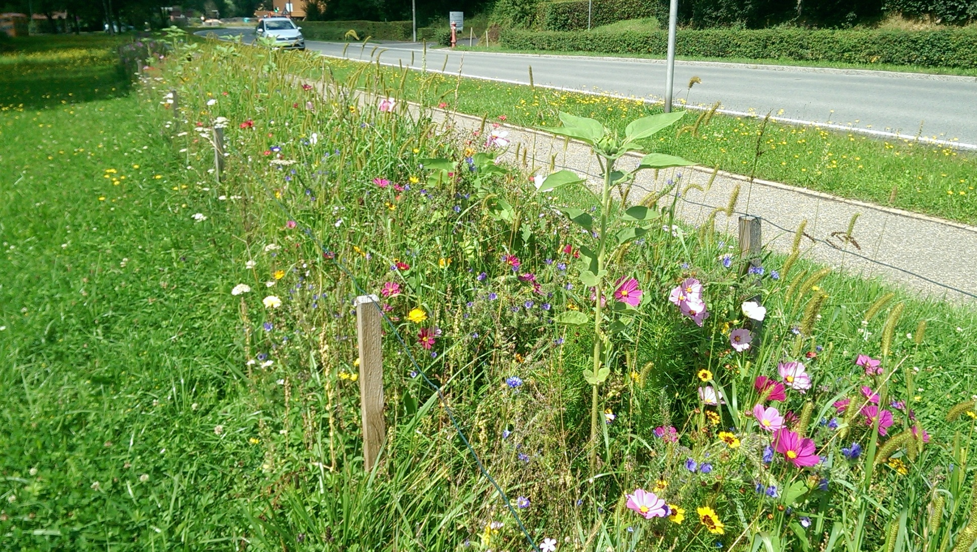 Farbige Blühwiesen – auch in Ihrem Garten?