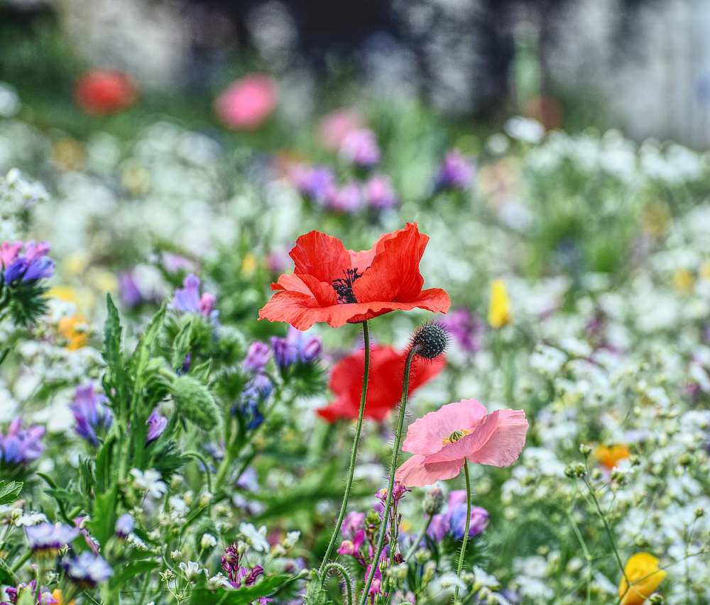 Bunte Blumen für die Allianz